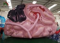 Kundengebundenes Größen-aufblasbares Ereignis-Zelt-Simulations-Gehirn-Modell für medizinische Show