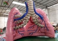 Fleischfarben Explosions-Simulations-Lungen-Modell-Organ-Show-Zelt für Medizinstudium